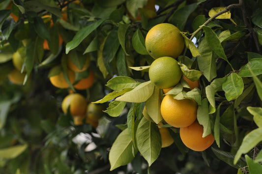 How to look after your orange tree!