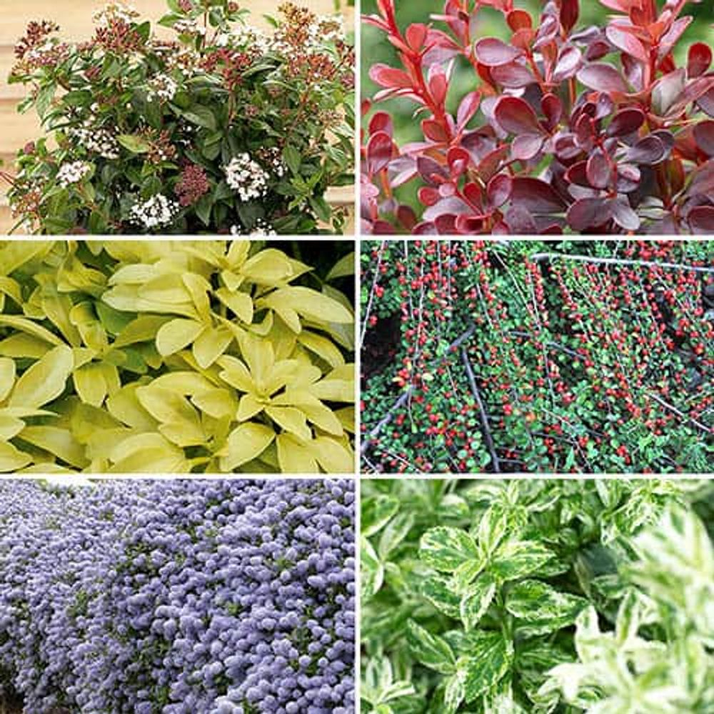 Evergreen Shrub Collection x 6 Plants in 9cm Pots
