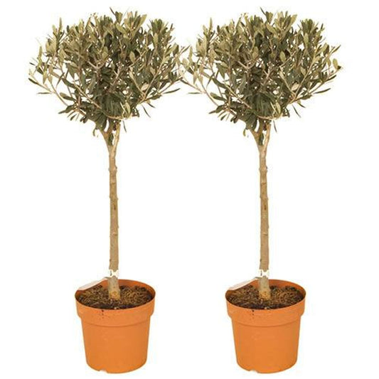 Pair of Standard Olive Trees 80cm Tall