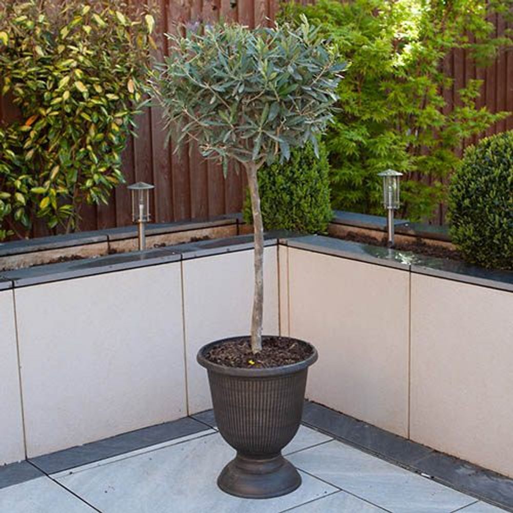 Pair of Standard Olive Trees 80cm Tall