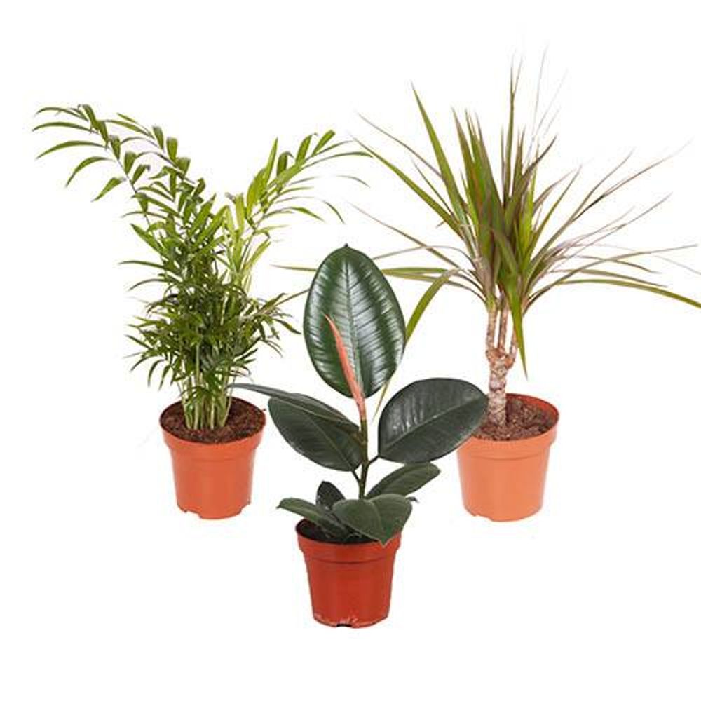 Houseplant Mix - 3 Plants