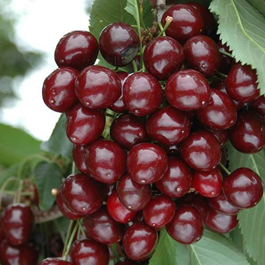 Cherry Bush 'Porthos' in 3L Pot