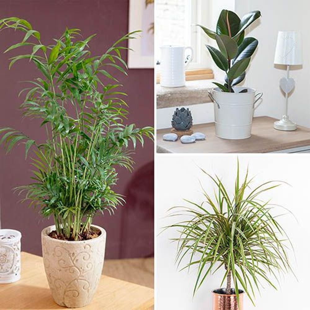 Houseplant Mix - 3 Plants