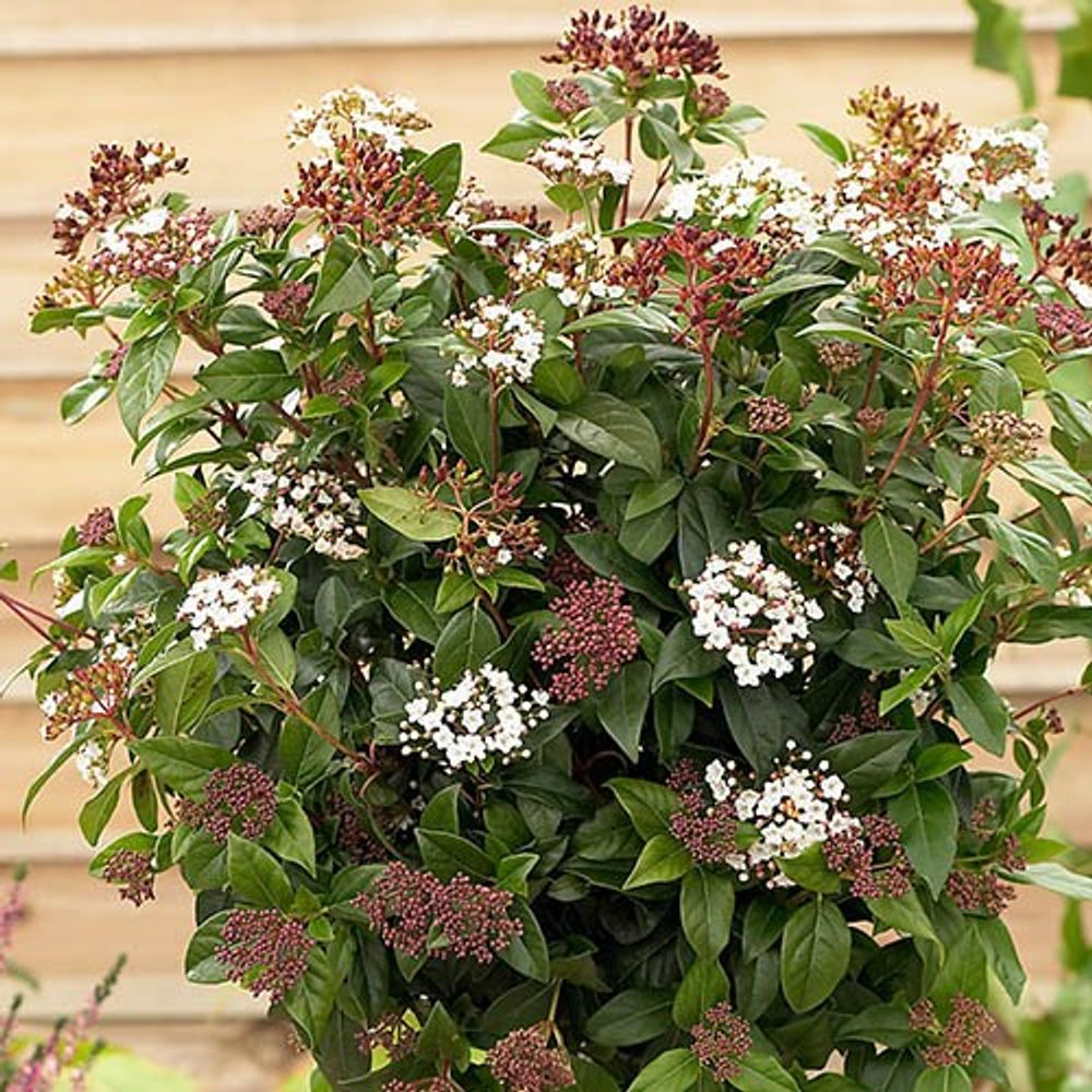 Evergreen Shrub Collection x 6 Plants in 9cm Pots