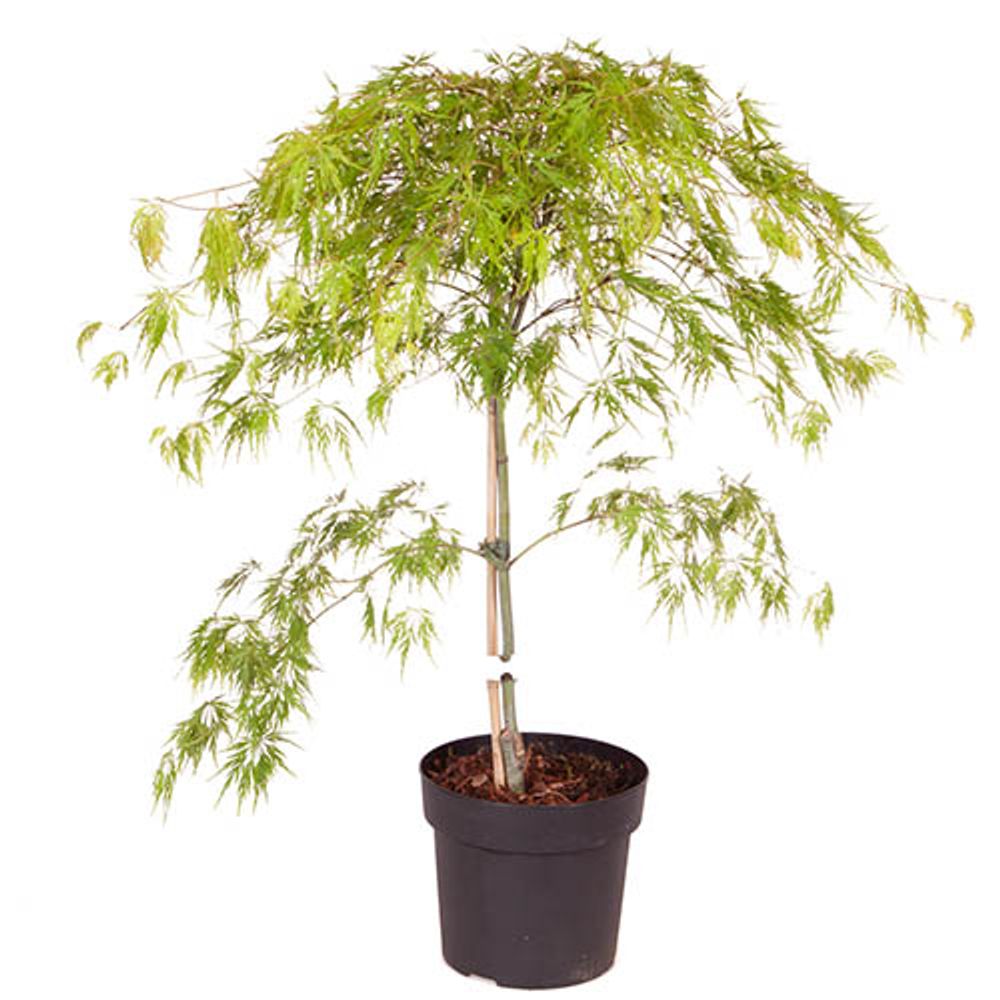 Acer Palmatum 'Dissectum' 3L Pot